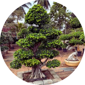 Bonsai