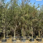 Bottle Brush Plant, Callistemon citrinus, Landscaping Tree, Ornamental Tree, Saharanpur Nursery Wholesale plant supplier, nursery in India, Landscaping company