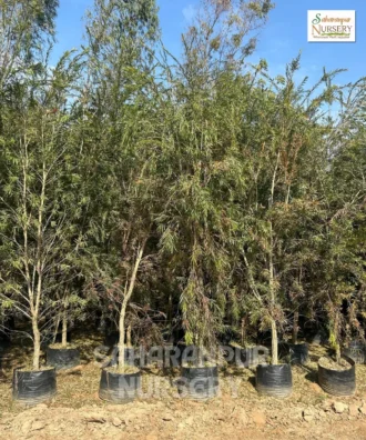 Bottle Brush Plant, Callistemon citrinus, Landscaping Tree, Ornamental Tree, Saharanpur Nursery Wholesale plant supplier, nursery in India, Landscaping company