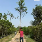 Bottlebrush, Bottle Brush Plant, Crimson Bottlebrush, Callistemon, Callistemon citrinus, Ornamental Plant, Ornamental Tree, Landscaping Tree, Landscaping Plant, Saharanpur Nursery, Wholesale Plant Supplier, Wholesale Plant Nursery, Nursery in India, Landscaping Company in India, Plant Exporter in India