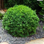 Buxus Plant, Buxus sempervirens Plant, Boxwood Plant, Saharanpur Nursery Wholesale plant supplier, nursery in India, Landscaping company