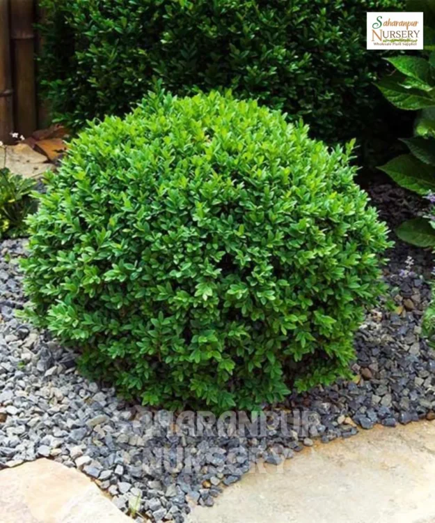 Buxus Plant, Buxus sempervirens Plant, Boxwood Plant, Saharanpur Nursery Wholesale plant supplier, nursery in India, Landscaping company