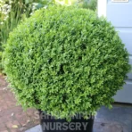 Buxus Plant, Buxus sempervirens Plant, Boxwood Plant, Saharanpur Nursery Wholesale plant supplier, nursery in India, Landscaping company
