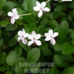 Clerodendrum inerme Plant, Volkameria Inermis, Vanjai, or Glory Bower, Saharanpur Nursery Wholesale plant supplier, nursery in India, Landscaping company