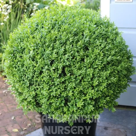 Buxus Plant, Buxus sempervirens Plant, Boxwood Plant, Saharanpur Nursery Wholesale plant supplier, nursery in India, Landscaping company