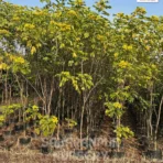 Cassia Glauca, Senna Surattensis, Scrambled Egg Bush Tree, Glossy Shower Tree, Ornamental Tree, Landscaping Tree, Saharanpur Nursery Wholesale plant supplier, nursery in India, Landscaping company