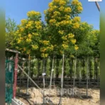 Cassia Glauca, Senna Surattensis, Scrambled Egg Bush Tree, Glossy Shower Tree, Ornamental Tree, Landscaping Tree, Saharanpur Nursery Wholesale plant supplier, nursery in India, Landscaping company