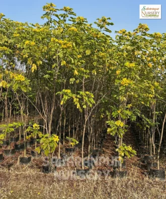 Cassia Glauca, Senna Surattensis, Scrambled Egg Bush Tree, Glossy Shower Tree, Ornamental Tree, Landscaping Tree, Saharanpur Nursery Wholesale plant supplier, nursery in India, Landscaping company