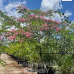 Cassia Javanica, Apple Blossom Tree, Pink Shower Tree, Ornamental Tree, Landscaping Tree, Saharanpur Nursery Wholesale plant supplier, nursery in India, Landscaping company