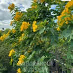 Cassia Siamea, Senna siamea, Cassia Tree, Ornamental Tree, Landscaping Tree, Saharanpur Nursery Wholesale plant supplier, nursery in India, Landscaping company