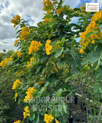 Cassia Siamea, Senna siamea, Cassia Tree, Ornamental Tree, Landscaping Tree, Saharanpur Nursery Wholesale plant supplier, nursery in India, Landscaping company