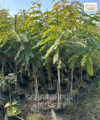 Cassia Siamea, Senna siamea, Kassod Tree, Cassia Tree, Ornamental Tree, Landscaping Tree, Saharanpur Nursery Wholesale plant supplier, nursery in India, Landscaping company