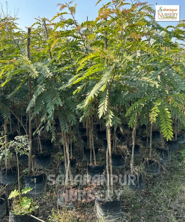 Cassia Siamea Cassia Siamea, Senna siamea, Kassod Tree, Cassia Tree, Ornamental Tree, Landscaping Tree, Saharanpur Nursery Wholesale plant supplier, nursery in India, Landscaping company