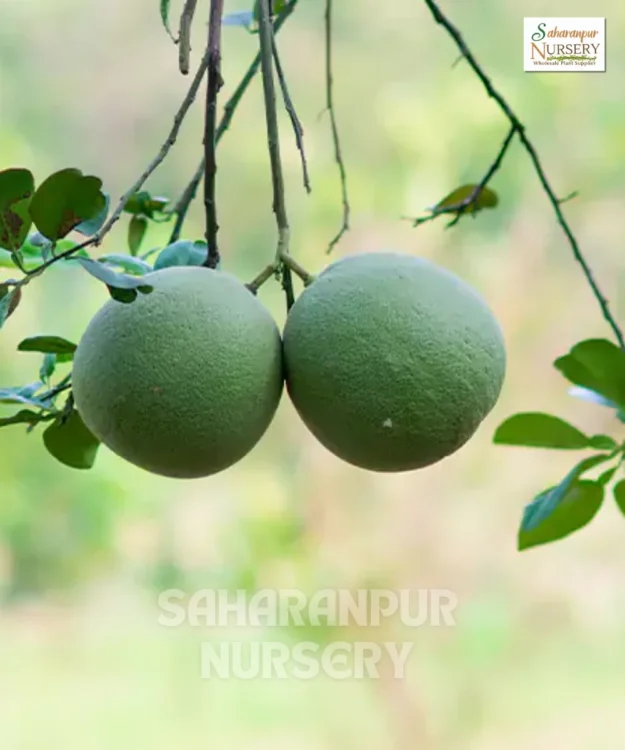 Chakotra Plant, Citrus maxima, Pomelo Plant, Saharanpur Nursery Wholesale plant supplier, nursery in India, Landscaping company