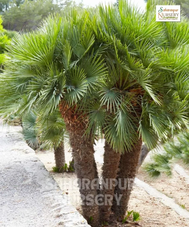 Chamaerops Humilis Palm Tree, Mediterranean Fan Palm, European Fan Palm, and Dwarf Fan Palm, Ornamental tree, landscaping tree, Saharanpur Nursery Wholesale plant supplier, nursery in India, Landscaping company