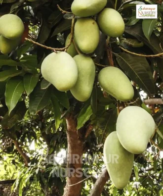 Chaunsa Mango Tree, Mangifera indica "Chaunsa", Bahist-e-Samar, Grafted Mango Tree, Saharanpur Nursery Wholesale plant supplier, nursery in India, Landscaping company