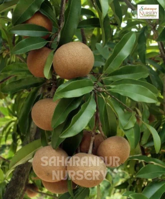 Kala Patti Chiku Plant, Manilkara zapota, Sapota, Kalapatti Sapodilla, Fruit plants, Saharanpur Nursery Wholesale plant supplier, nursery in India, Landscaping company