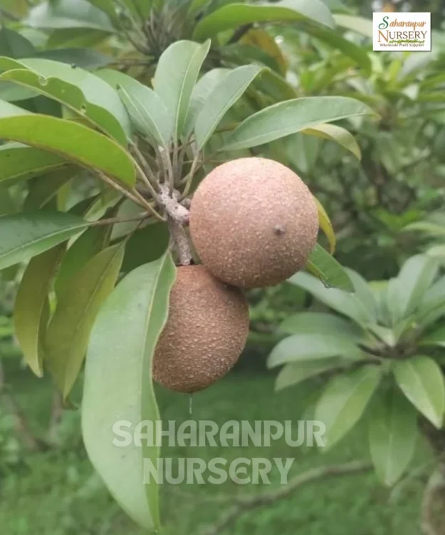 Cricket Ball Chiku Plant, Manilkara Zapota, Chiku Plant, Saharanpur Nursery Wholesale plant supplier, nursery in India, Landscaping company