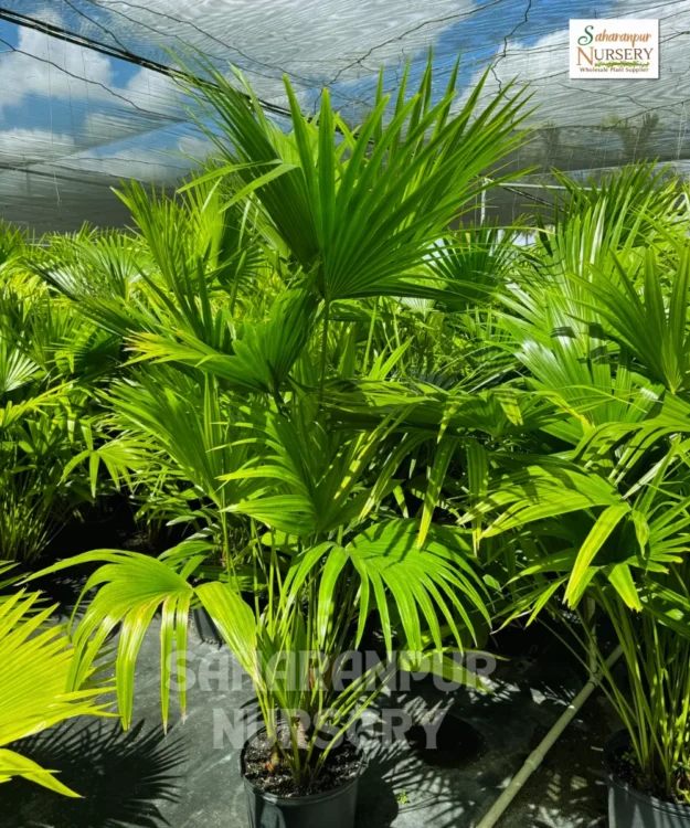 China palm tree, Livistona chinensis,chinese fan palm,Fountain Palm, Landscaping tree, ornamental tree, Saharanpur Nursery Wholesale plant supplier, nursery in India, Landscaping company