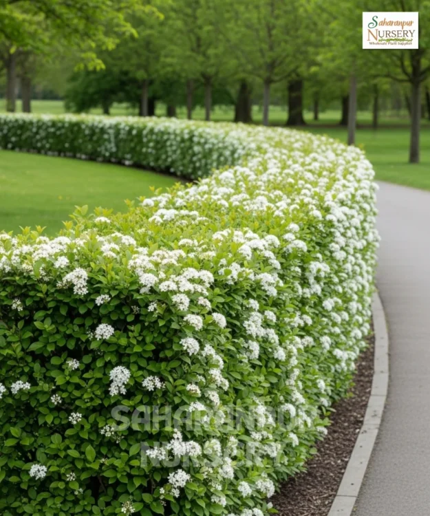 Clerodendrum inerme Plant, Volkameria Inermis, Vanjai, or Glory Bower, Saharanpur Nursery Wholesale plant supplier, nursery in India, Landscaping company
