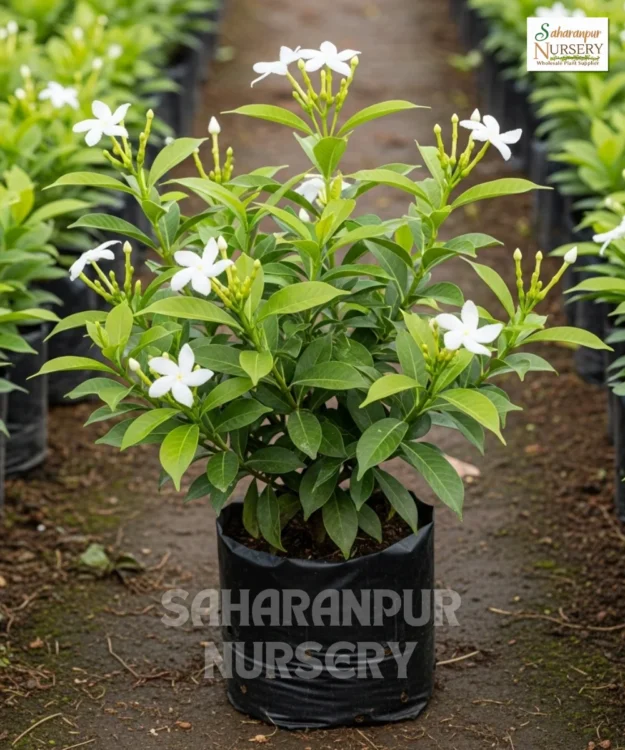 Clerodendrum inerme Plant, Volkameria Inermis, Vanjai, or Glory Bower, Saharanpur Nursery Wholesale plant supplier, nursery in India, Landscaping company