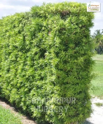 Conocarpus Plant, Conocarpus erectus, green buttonwood, Button Mangrove