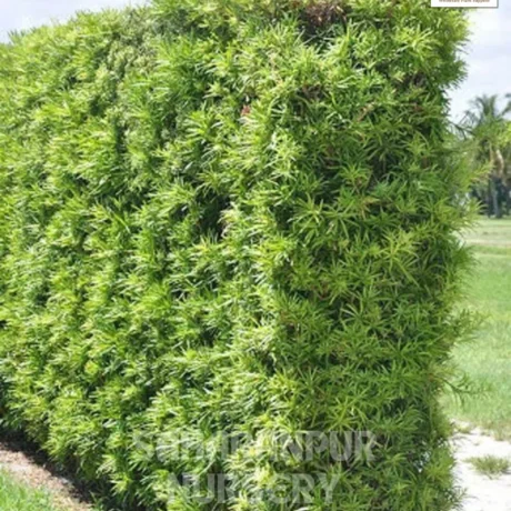 Conocarpus Plant, Conocarpus erectus, green buttonwood, Button Mangrove