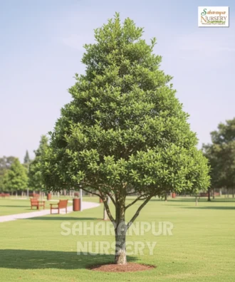 Conocarpus tree, Conocarpus erectus, green buttonwood, Button Mangrove, Saharanpur Nursery Wholesale plant supplier, nursery in India, Landscaping company