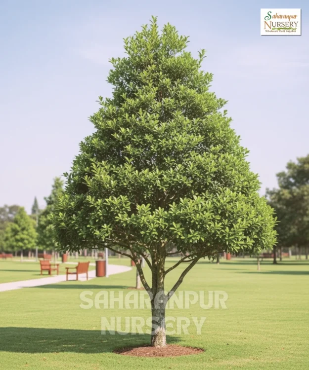 Conocarpus tree, Conocarpus erectus, green buttonwood, Button Mangrove, Saharanpur Nursery Wholesale plant supplier, nursery in India, Landscaping company