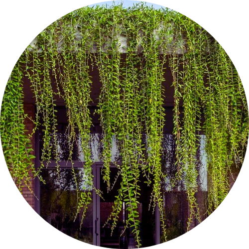 Creeper Collection Image 1, India's Largest Wholesale Plant Supplier in Saharanpur – Saharanpur Nursery, ,