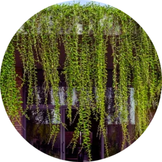 Creeper Plants