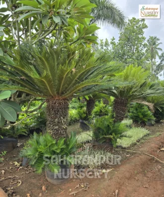 Sago palm tree, Cycas revoluta, King sago,Japnese Sago, Sago Palm Tree, Kanghi Palm tree, ornamental tree, landscaping plant, Saharanpur Nursery wholesale plant supplier, nursery in India, Landscaping company