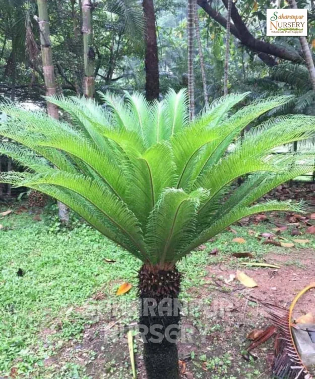 Sago palm tree, Cycas revoluta, King sago,Japnese Sago, Sago Palm Tree, Kanghi Palm tree, ornamental tree, landscaping plant, Saharanpur Nursery wholesale plant supplier, nursery in India, Landscaping company