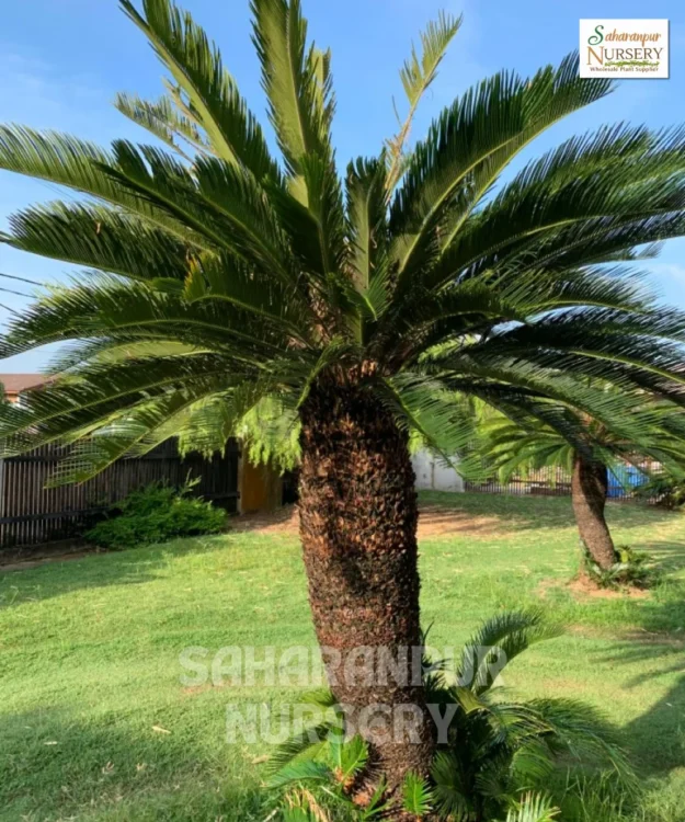 Sago palm tree, Cycas revoluta, King sago,Japnese Sago, Sago Palm Tree, Kanghi Palm tree, ornamental tree, landscaping plant, Saharanpur Nursery wholesale plant supplier, nursery in India, Landscaping company