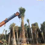 Date palm, Phoenix dactylifera, pygmy date palm, date tree fruit,Landscaping Trees, Ornamental Trees
