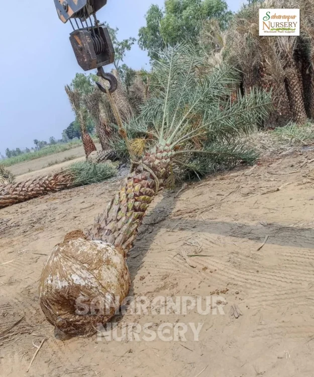 Date palm, Phoenix dactylifera, pygmy date palm, date tree fruit,Landscaping Trees, Ornamental Trees