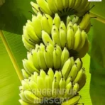 Desi Banana Tree, Musa Acuminata, Fruit Tree, Saharanpur Nursery Wholesale plant supplier, nursery in India, Landscaping company