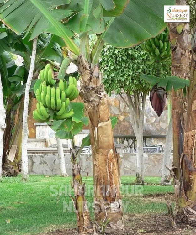 Desi Banana Tree, Musa Acuminata, Fruit Tree, Saharanpur Nursery Wholesale plant supplier, nursery in India, Landscaping company