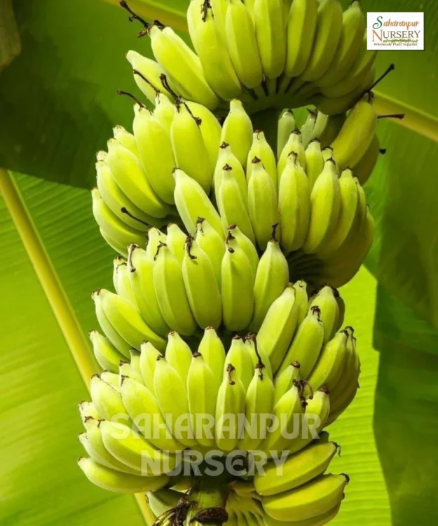 Desi Banana Tree, Musa Acuminata, Fruit Tree, Saharanpur Nursery Wholesale plant supplier, nursery in India, Landscaping company