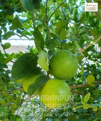 Desi Lemon Plant, Citrus Limon, Nibuka, Saharanpur Nursery Wholesale plant supplier, nursery in India, Landscaping company