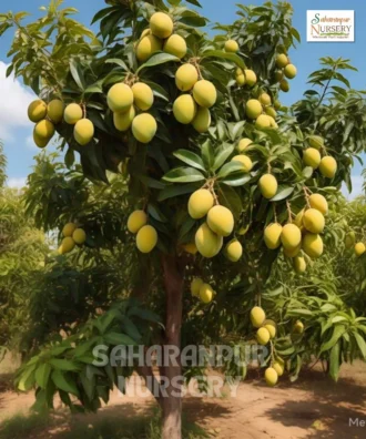 Desi Mango Tree, Mangifera Indica, Grafted Mango Tree, Saharanpur Nursery Wholesale plant supplier, nursery in India, Landscaping company