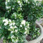 Dwarf Chandni Plant, Tabernaemontana Divaricata, Dwarf Tagar, Dwarf Crape Jasmine, East India Rosebay, Saharanpur Nursery Wholesale plant supplier, nursery in India, Landscaping company