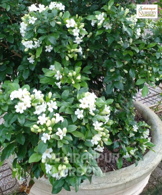 Dwarf Chandni Plant, Tabernaemontana Divaricata, Dwarf Tagar, Dwarf Crape Jasmine, East India Rosebay, Saharanpur Nursery Wholesale plant supplier, nursery in India, Landscaping company
