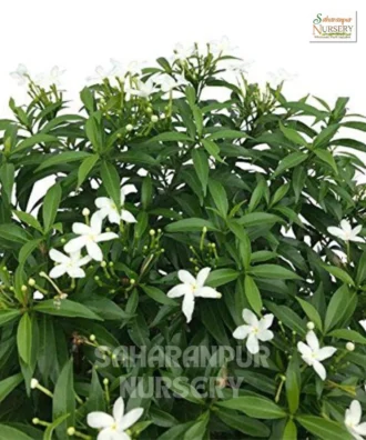 Dwarf Chandni Plant, Tabernaemontana Divaricata, Dwarf Tagar, Dwarf Crape Jasmine, East India Rosebay, Saharanpur Nursery Wholesale plant supplier, nursery in India, Landscaping company