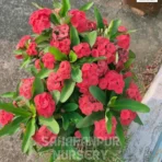 Euphorbia Milii, Crown Of Thorns, Saharanpur Nursery Wholesale plant supplier, nursery in India, Landscaping company