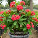 Euphorbia Milii Plant, Crown Of Thorns, Saharanpur Nursery Wholesale plant supplier, nursery in India, Landscaping company