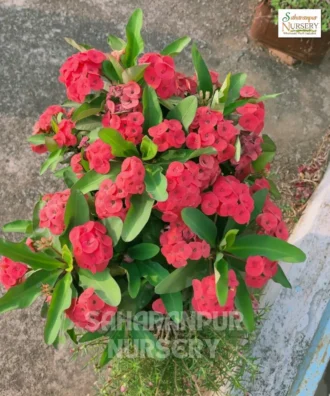 Euphorbia Milii, Crown Of Thorns, Saharanpur Nursery Wholesale plant supplier, nursery in India, Landscaping company