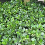 Ficus Microcarpa Plant, Chinese Banyan, Chinese banyan or Indian laurel fig, Saharanpur Nursery Wholesale plant supplier, nursery in India, Landscaping company