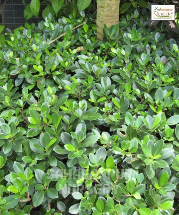 Ficus Microcarpa Plant, Chinese Banyan, Chinese banyan or Indian laurel fig, Saharanpur Nursery Wholesale plant supplier, nursery in India, Landscaping company