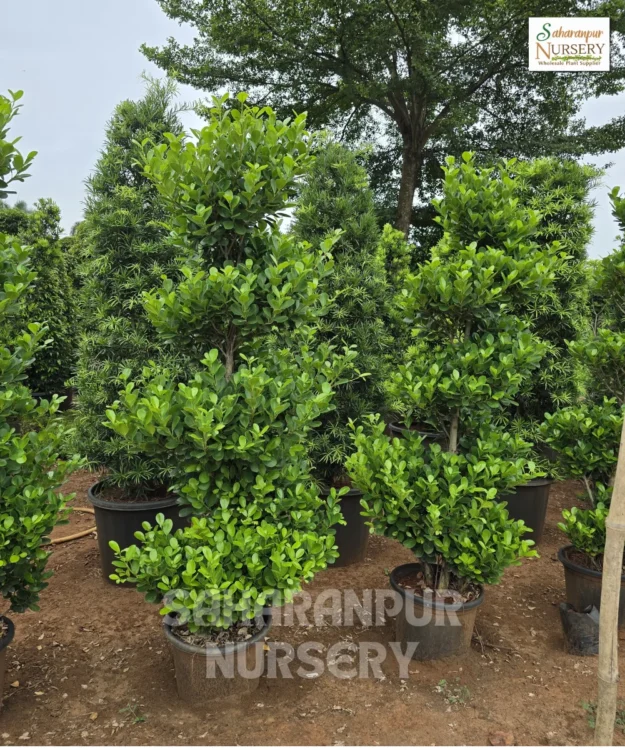 Ficus Microcarpa Plant, Chinese Banyan, Chinese banyan or Indian laurel fig, Saharanpur Nursery Wholesale plant supplier, nursery in India, Landscaping company